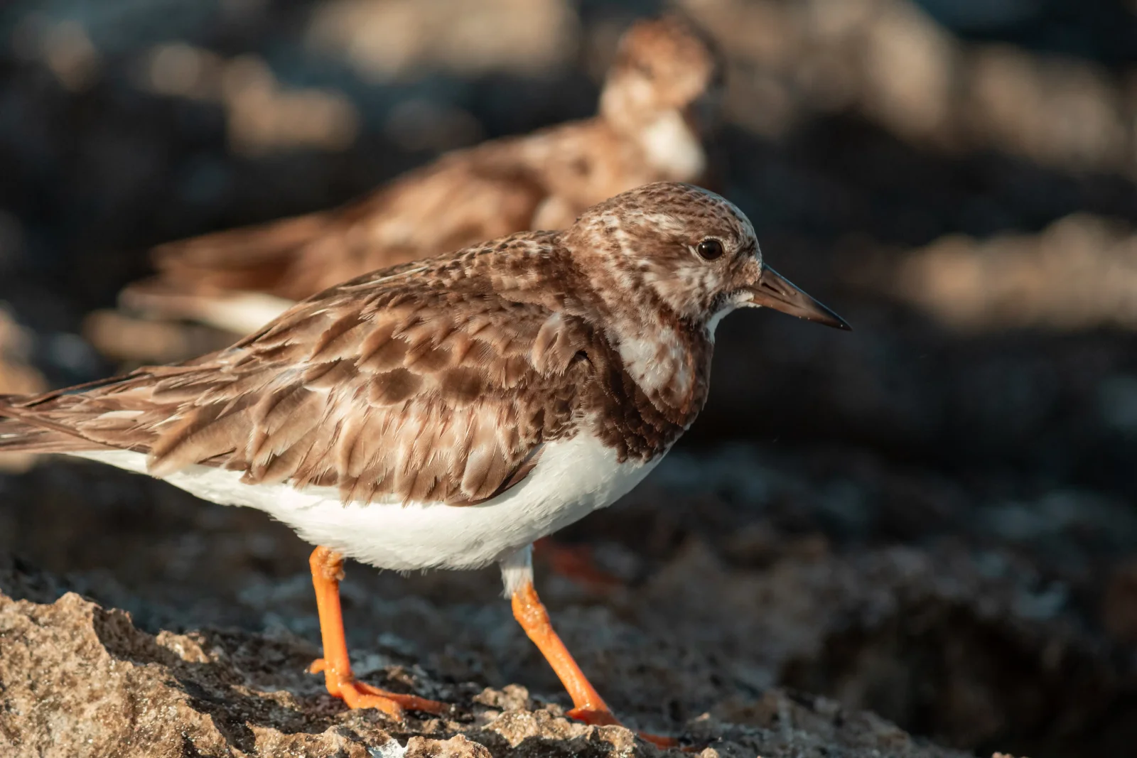 nature photography by JRMGraphy